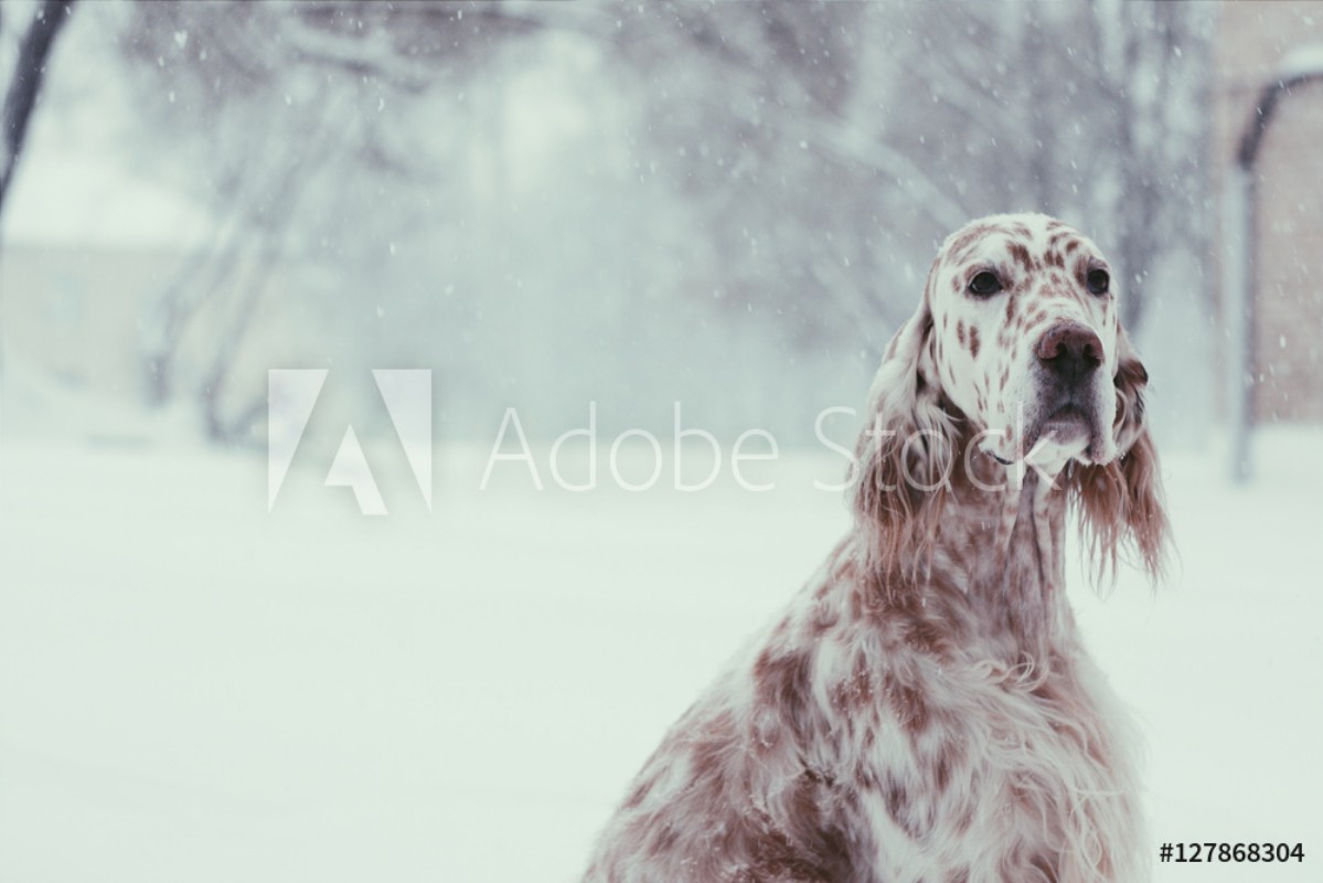 Picture of Christmas spotty white Setter portrait sitting in the winter city park on snowy background in soft focus